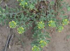 Alyssum montanum gmelinii