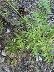 Lomatium brandegeei