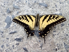 Papilio alexiares