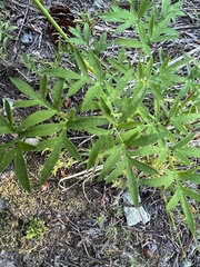 Lomatium brandegeei