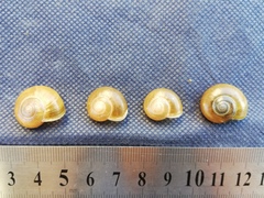 Macrochlamys turanica