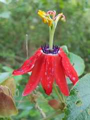 Passiflora manicata