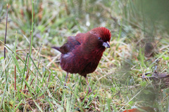 Carpodacus formosanus