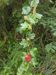 Passiflora manicata