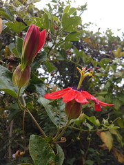 Passiflora manicata