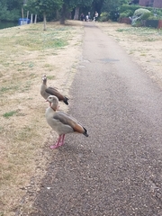 Alopochen aegyptiaca