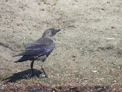 Corvus monedula