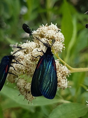 Dioptinae