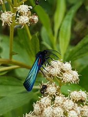 Dioptinae