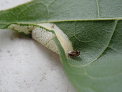 Phyllonorycter joannisi