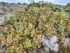 Alatosperma