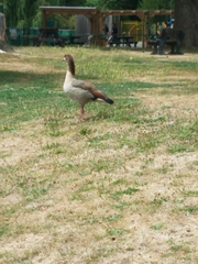 Alopochen aegyptiaca