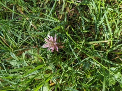Trifolium longipes