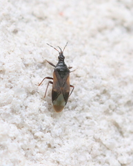 Anthocoris confusus