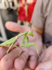 Hierodula transcaucasica