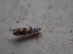 Phyllonorycter joannisi