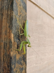 Hierodula transcaucasica