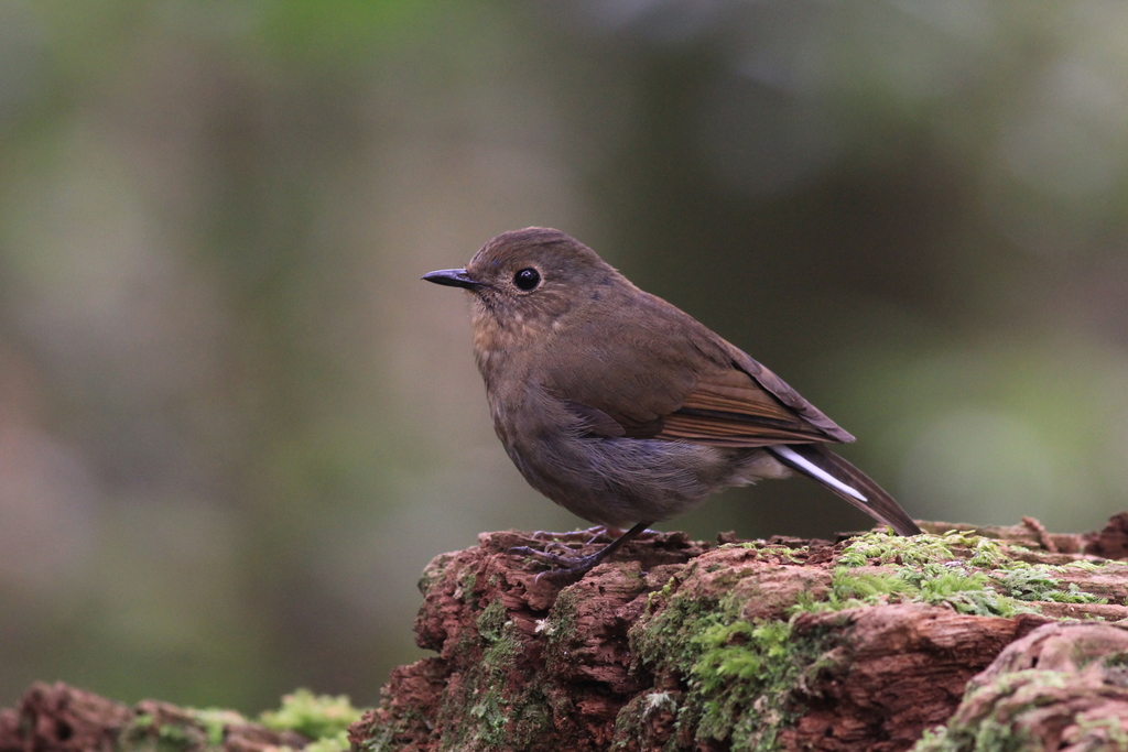 White-Tailed Robin