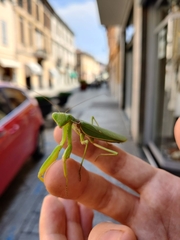 Hierodula transcaucasica