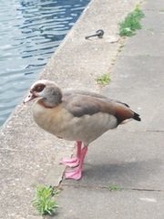 Alopochen aegyptiaca