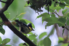 Machlolophus holsti