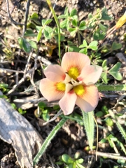 Moraea tricolor