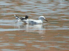 Chroicocephalus genei