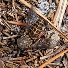 Tabanus longiusculus