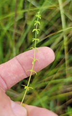 Galium labradoricum