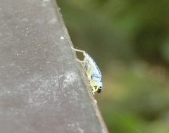 Phintella bifurcilinea