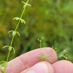 Galium labradoricum