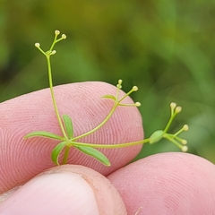 Galium labradoricum