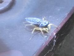 Phintella bifurcilinea