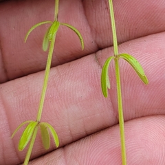 Galium labradoricum