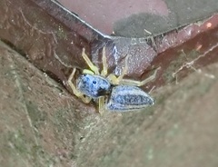 Phintella bifurcilinea