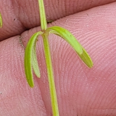 Galium labradoricum