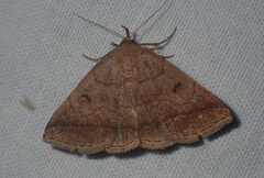 Zanclognatha lunalis