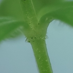 Galium labradoricum