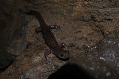 Paradactylodon persicus