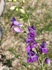 Penstemon neomexicanus