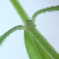 Galium labradoricum