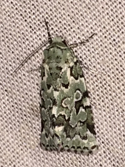 Bryolymnia viridata