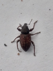 Euderes lineicollis