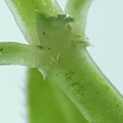 Galium labradoricum