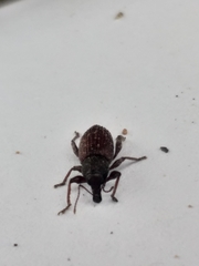 Euderes lineicollis