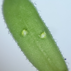 Galium labradoricum