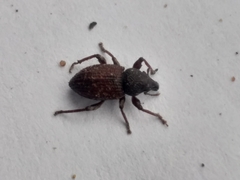 Euderes lineicollis