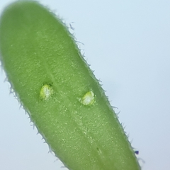 Galium labradoricum