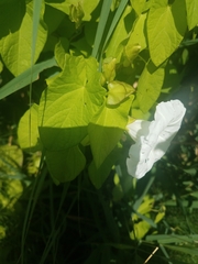 Calystegia sepium
