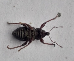 Euderes lineicollis